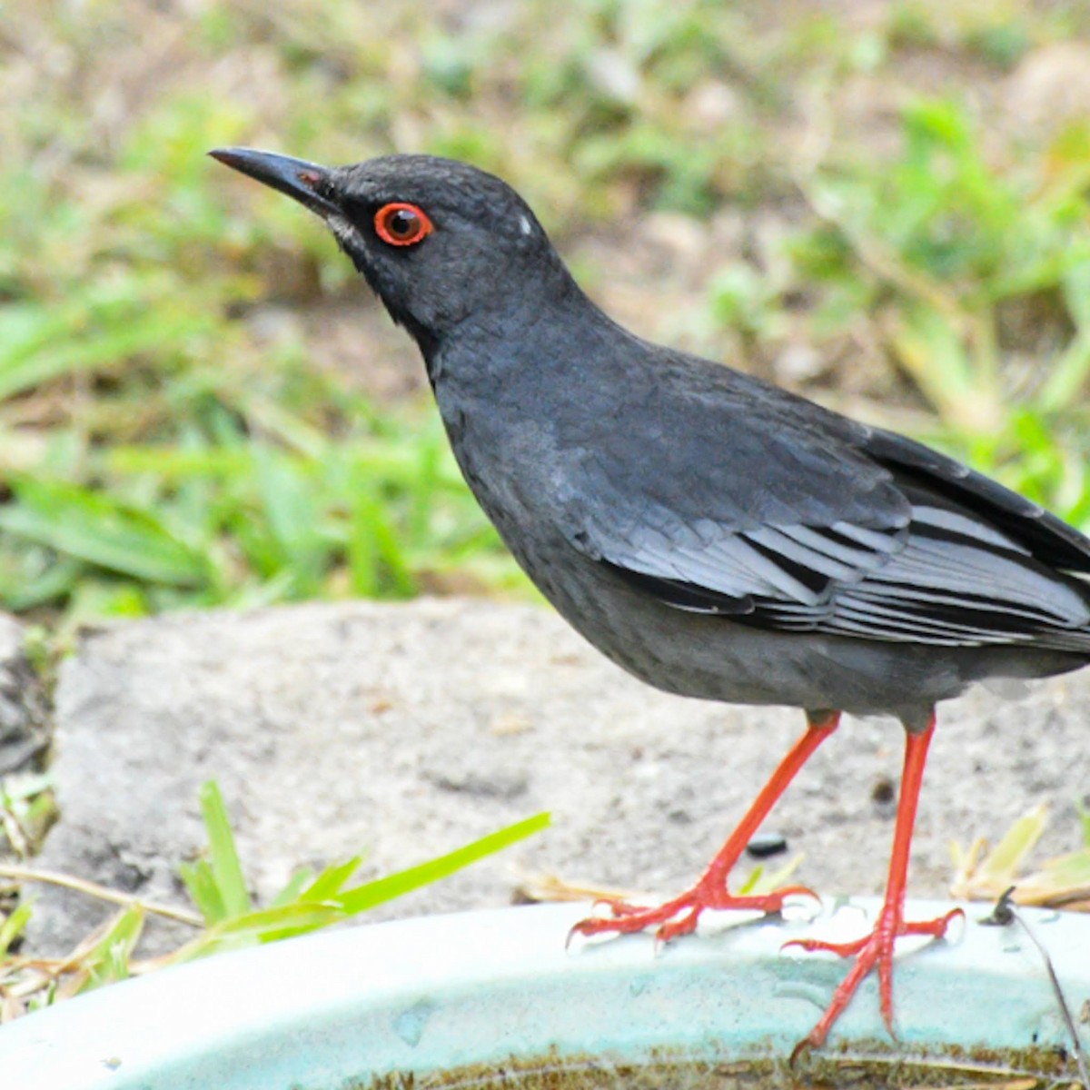 Red-legged Thrush - ML617473798