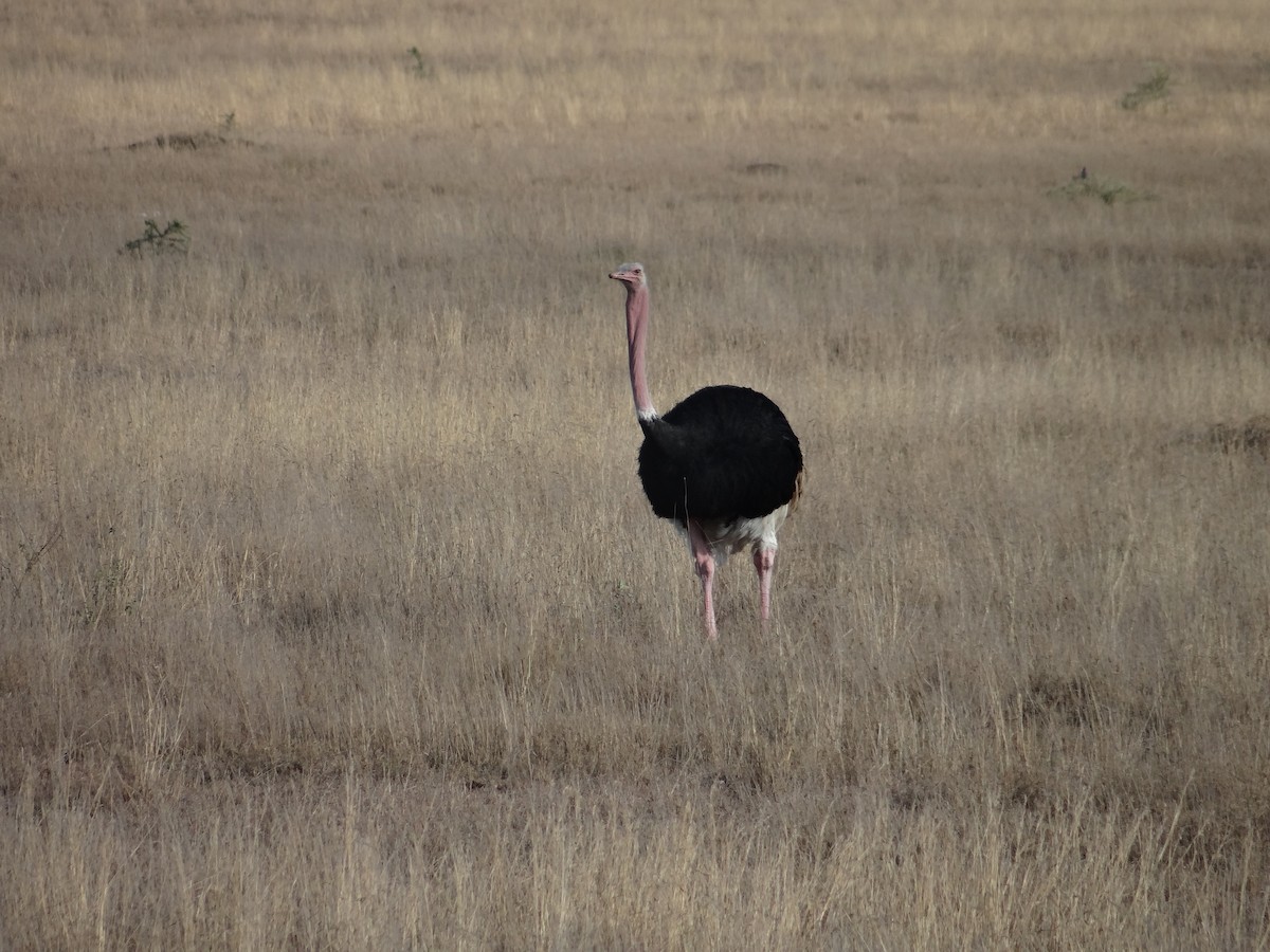 Common Ostrich - Miguel Angel Benedicto