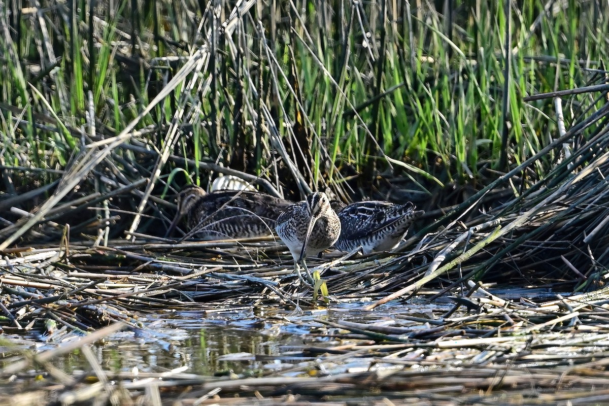 Wilson's Snipe - Eileen Gibney