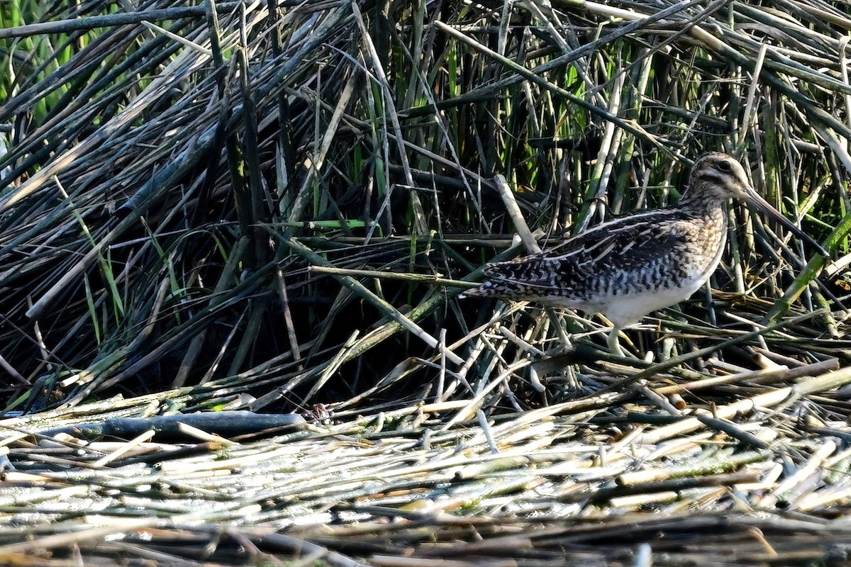 Wilson's Snipe - ML617473806