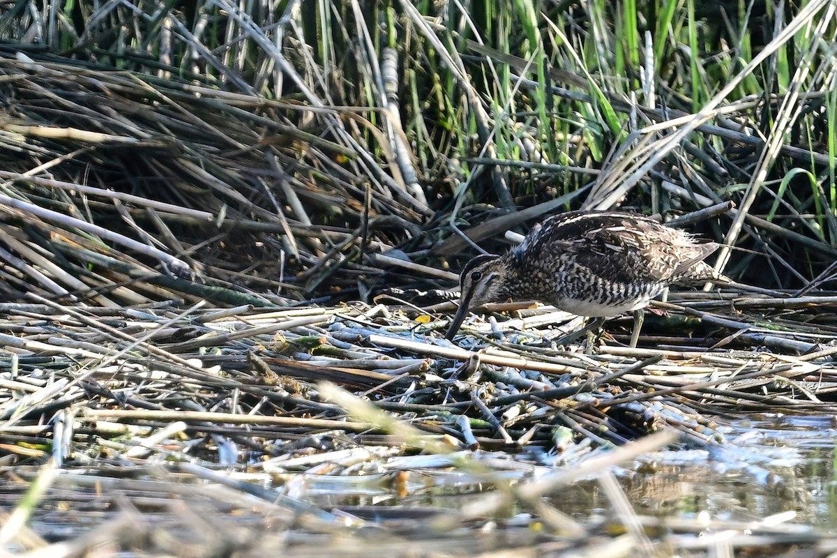 Wilson's Snipe - ML617473807