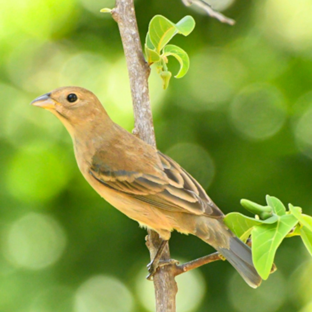 Indigo Bunting - ML617473831