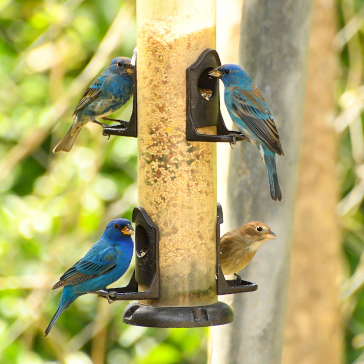 Indigo Bunting - ML617473832