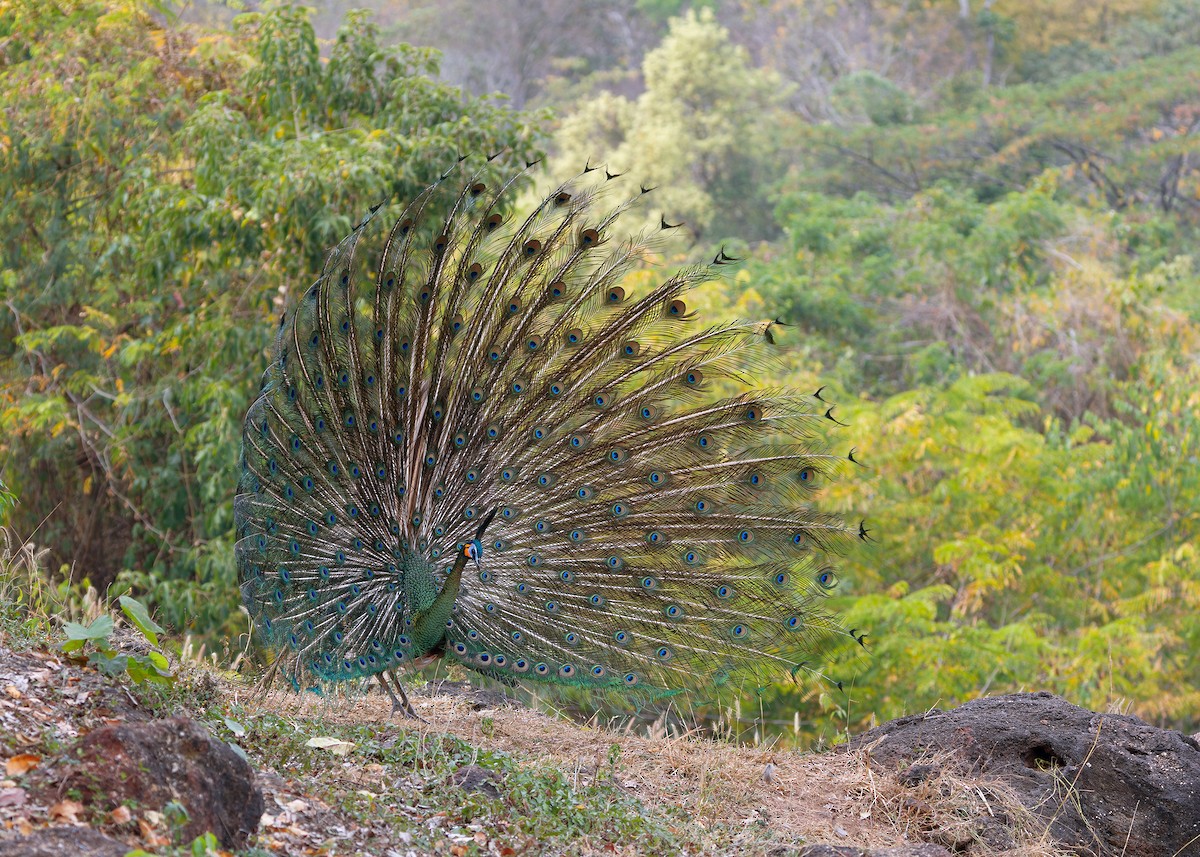 Green Peafowl - ML617473855