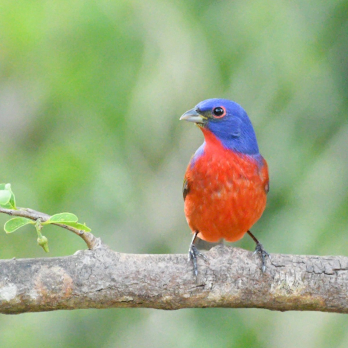 Painted Bunting - ML617473857