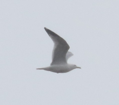 Herring Gull - Bobby Brown