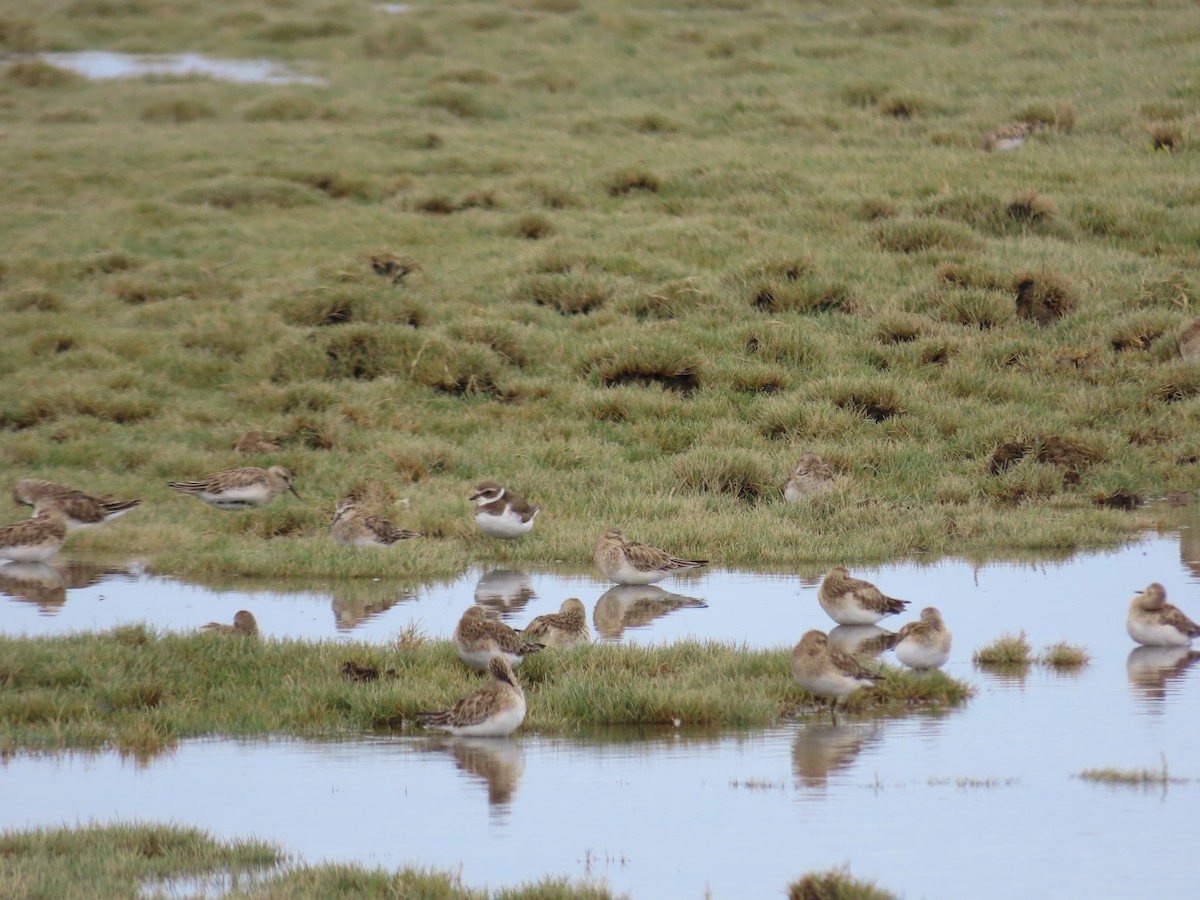 Semipalmated Plover - ML617473867