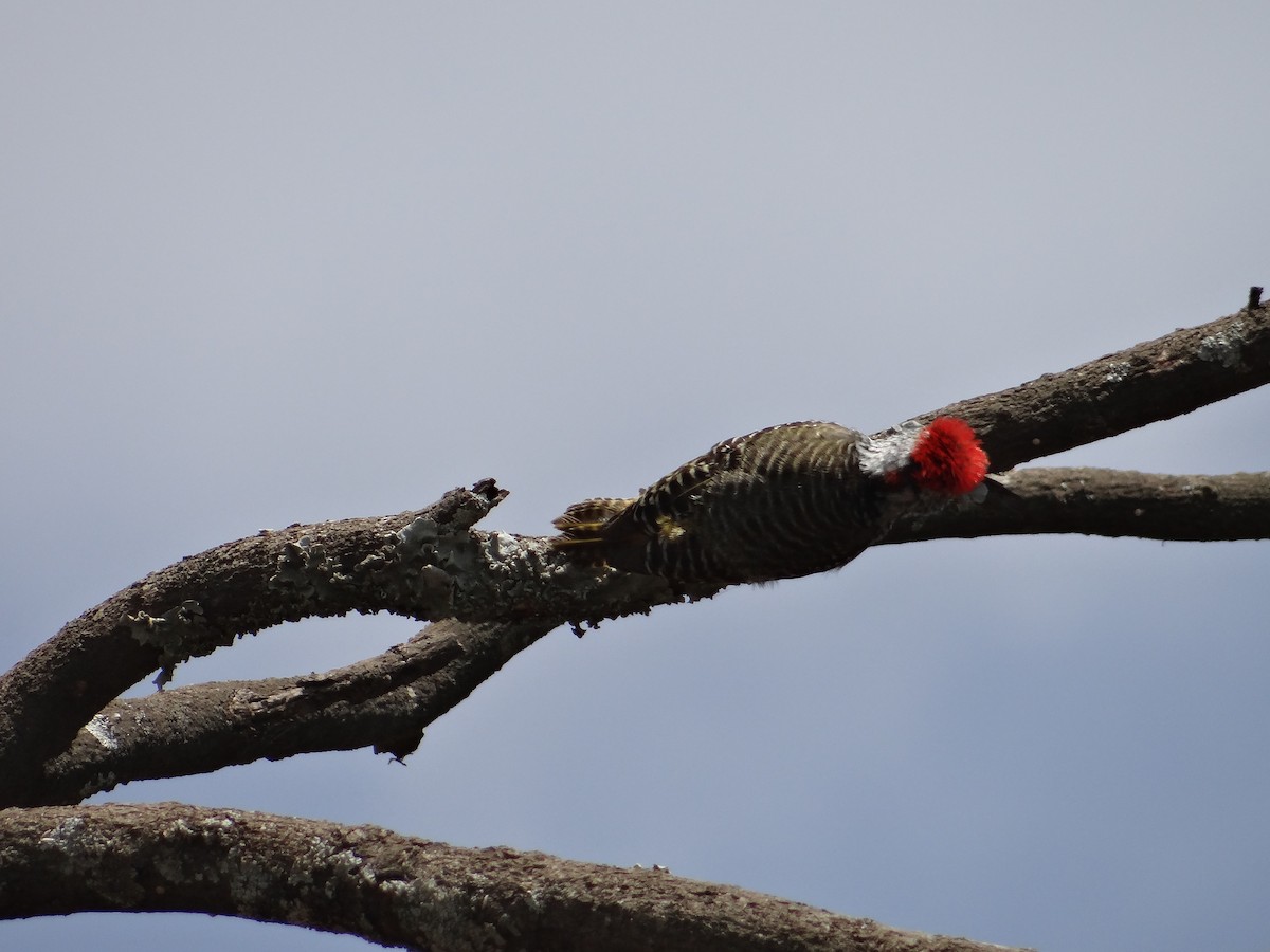 Cardinal Woodpecker - Miguel Angel Benedicto