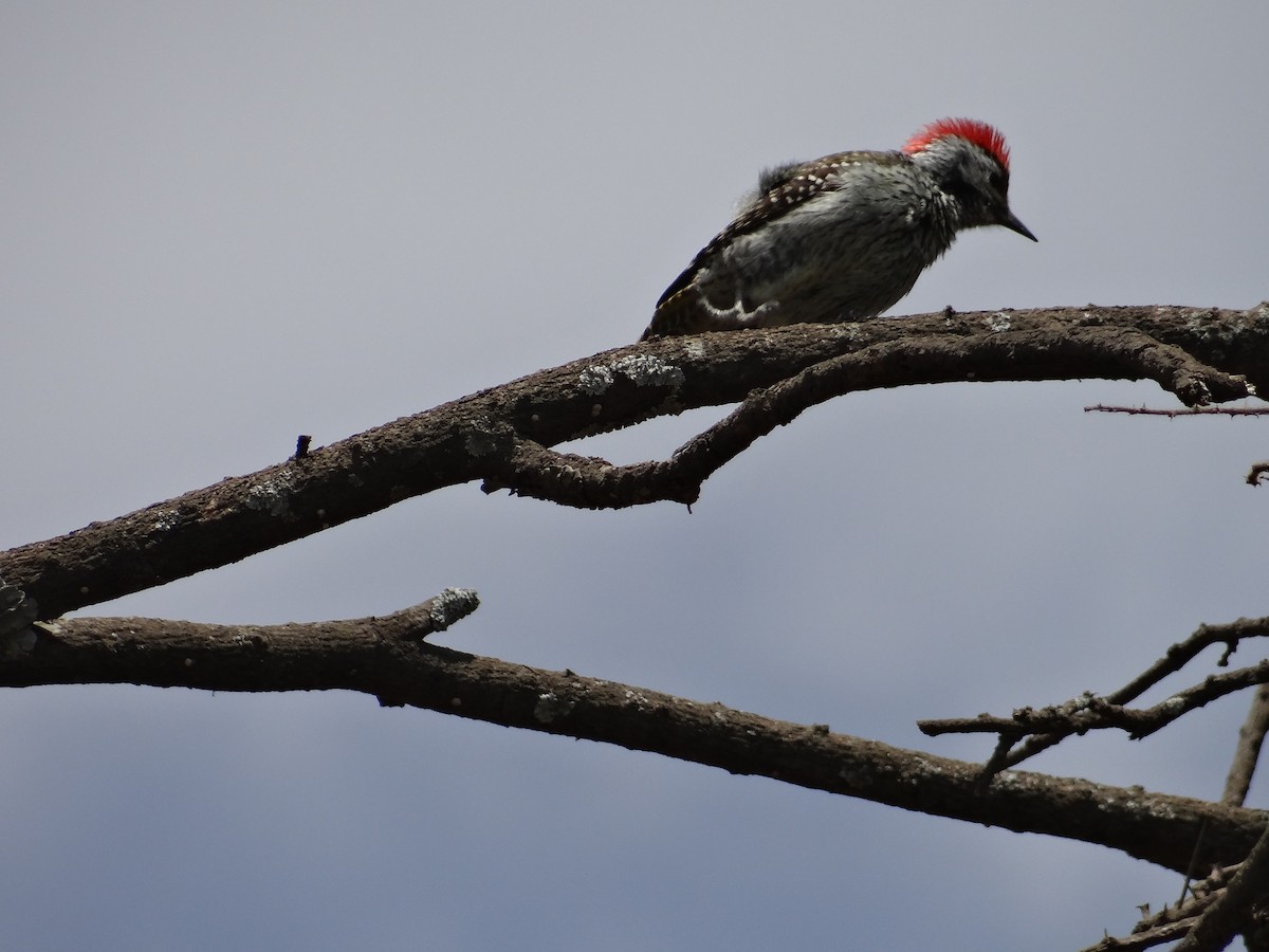 Cardinal Woodpecker - Miguel Angel Benedicto