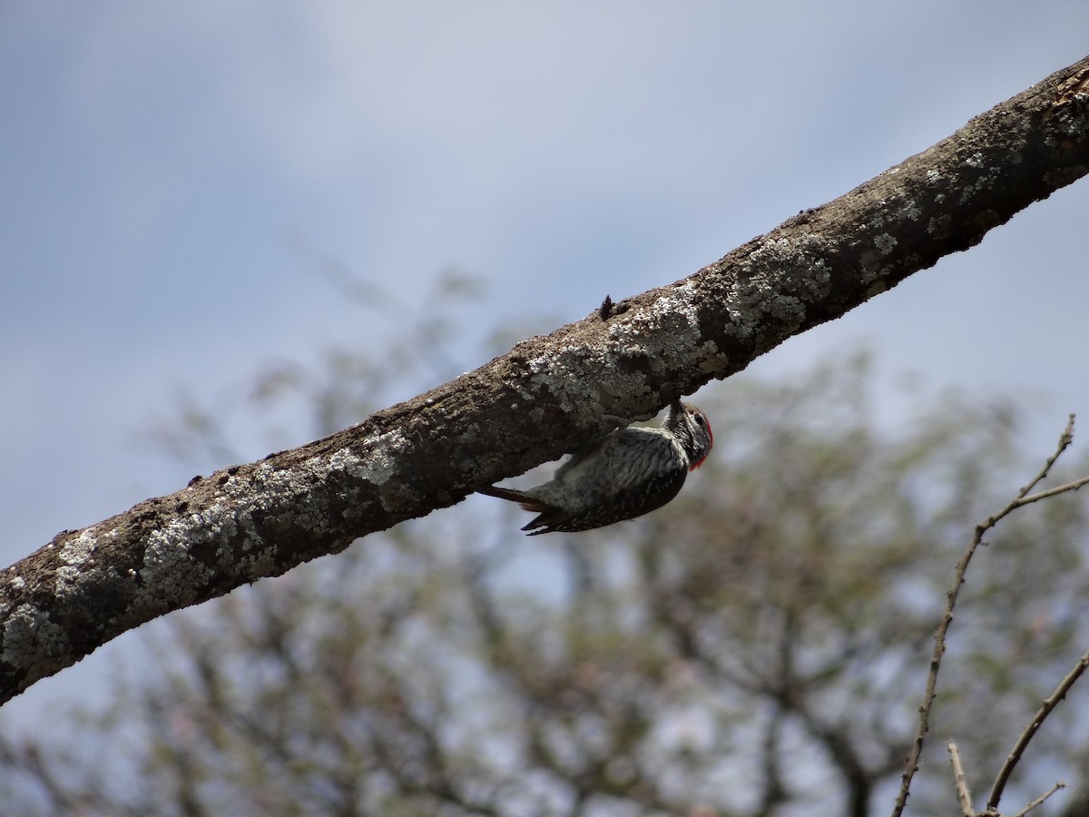 Cardinal Woodpecker - Miguel Angel Benedicto