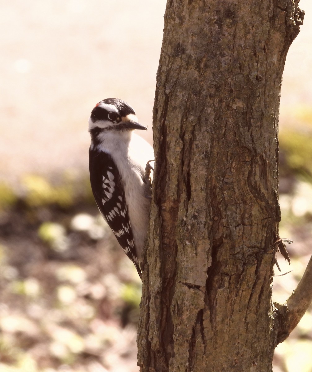 Hairy Woodpecker - Brenda Meese