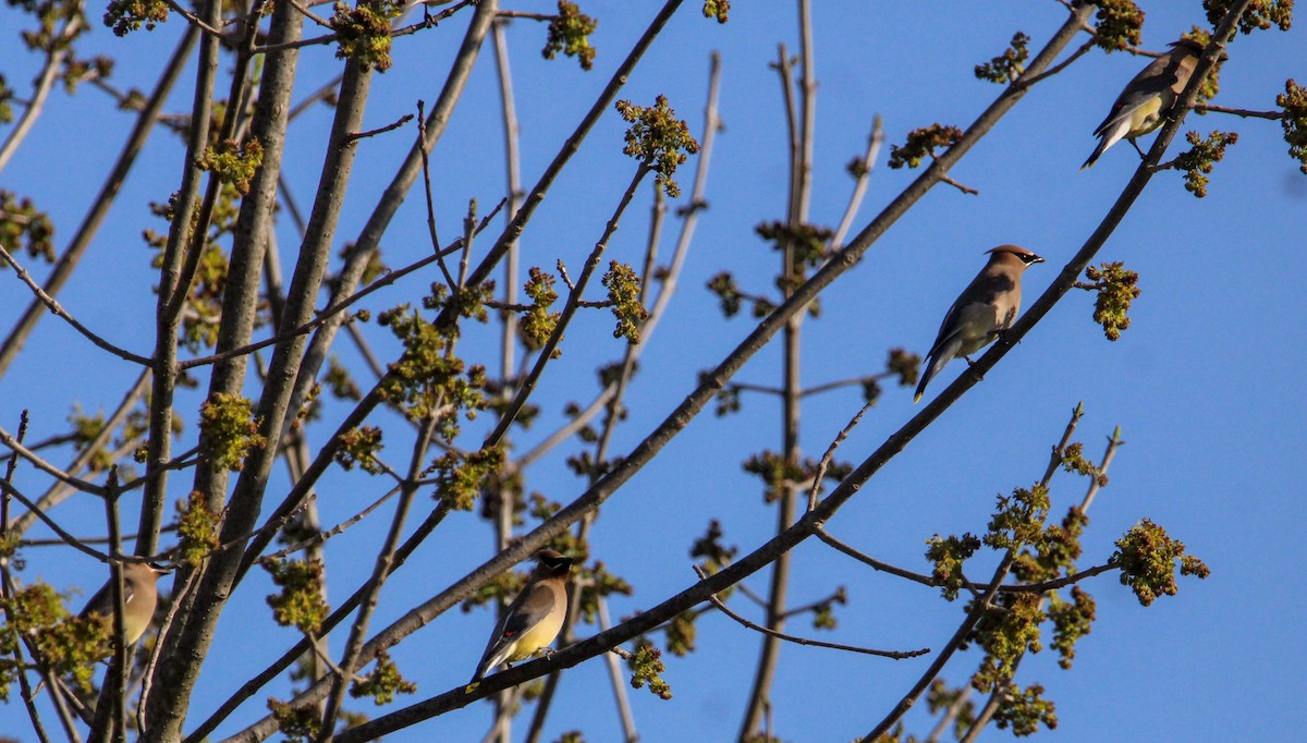 Cedar Waxwing - ML617473928