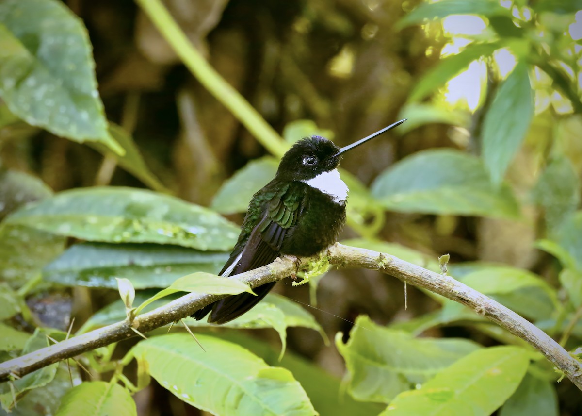 Collared Inca - Katrina Moilanen