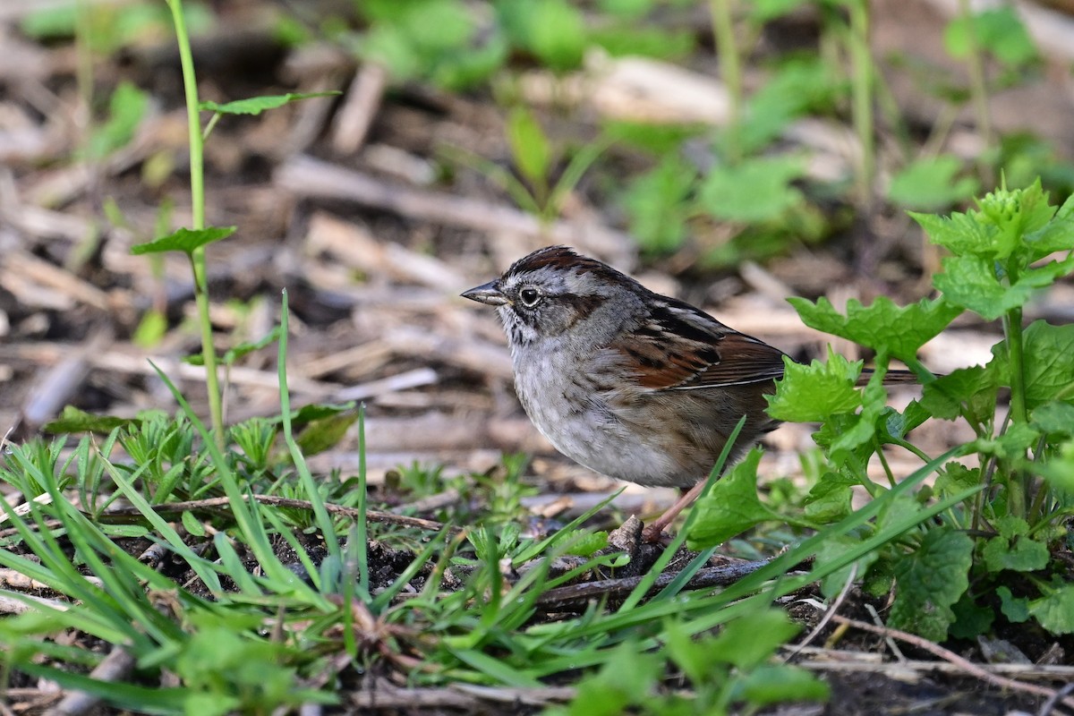 Swamp Sparrow - ML617474034