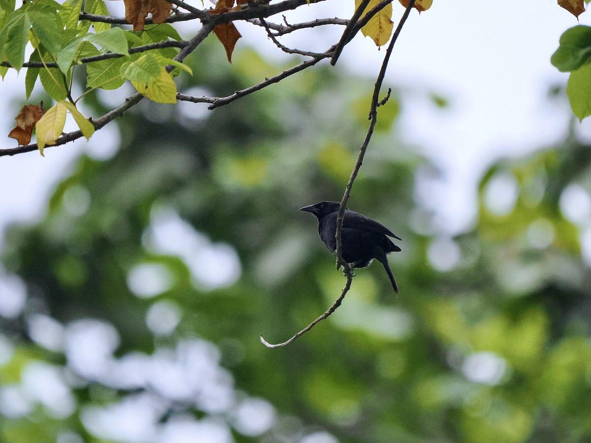 Scrub Blackbird - Gabriel Willow