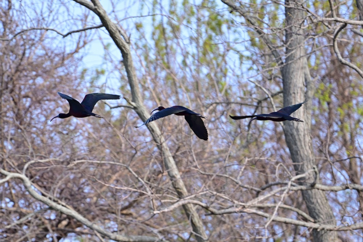 Glossy Ibis - ML617474064