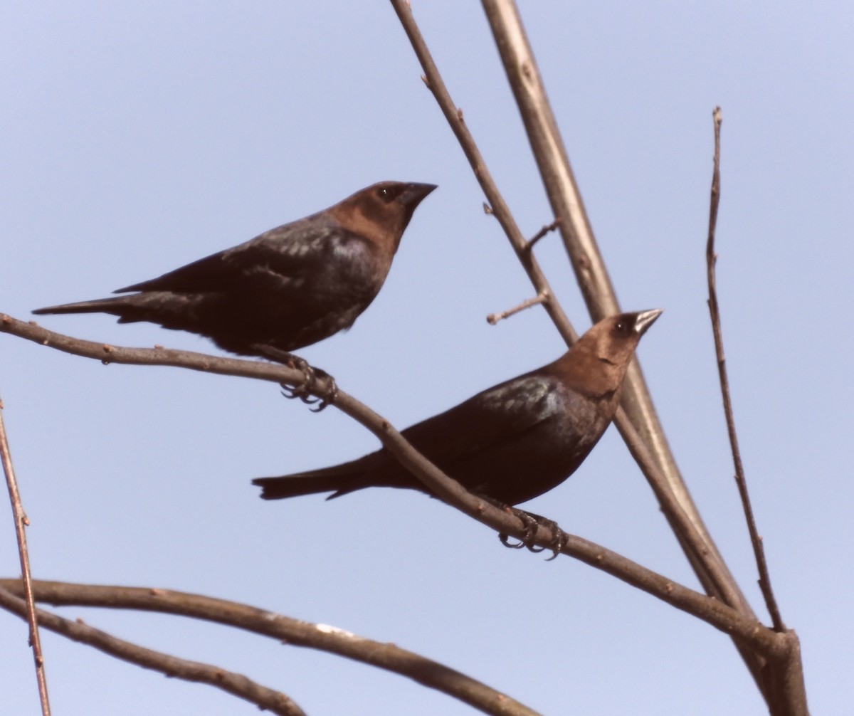 Brown-headed Cowbird - Brenda Meese