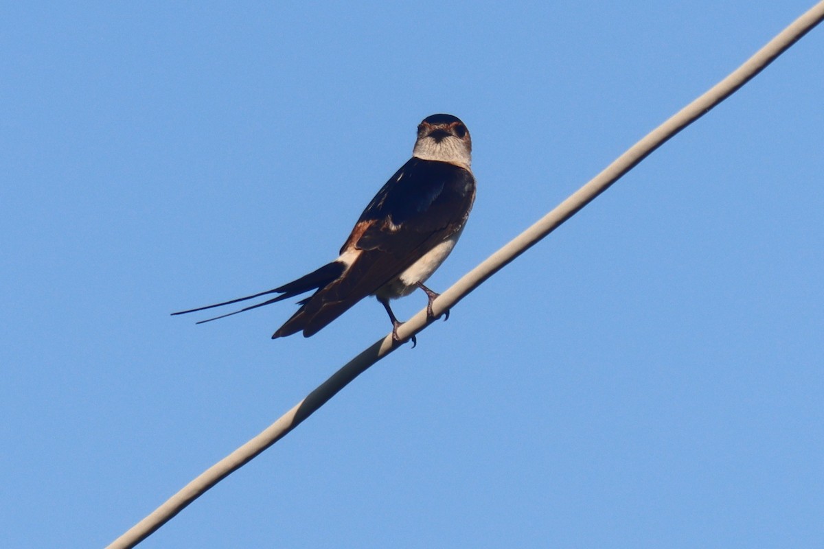 European Red-rumped Swallow - ML617474072