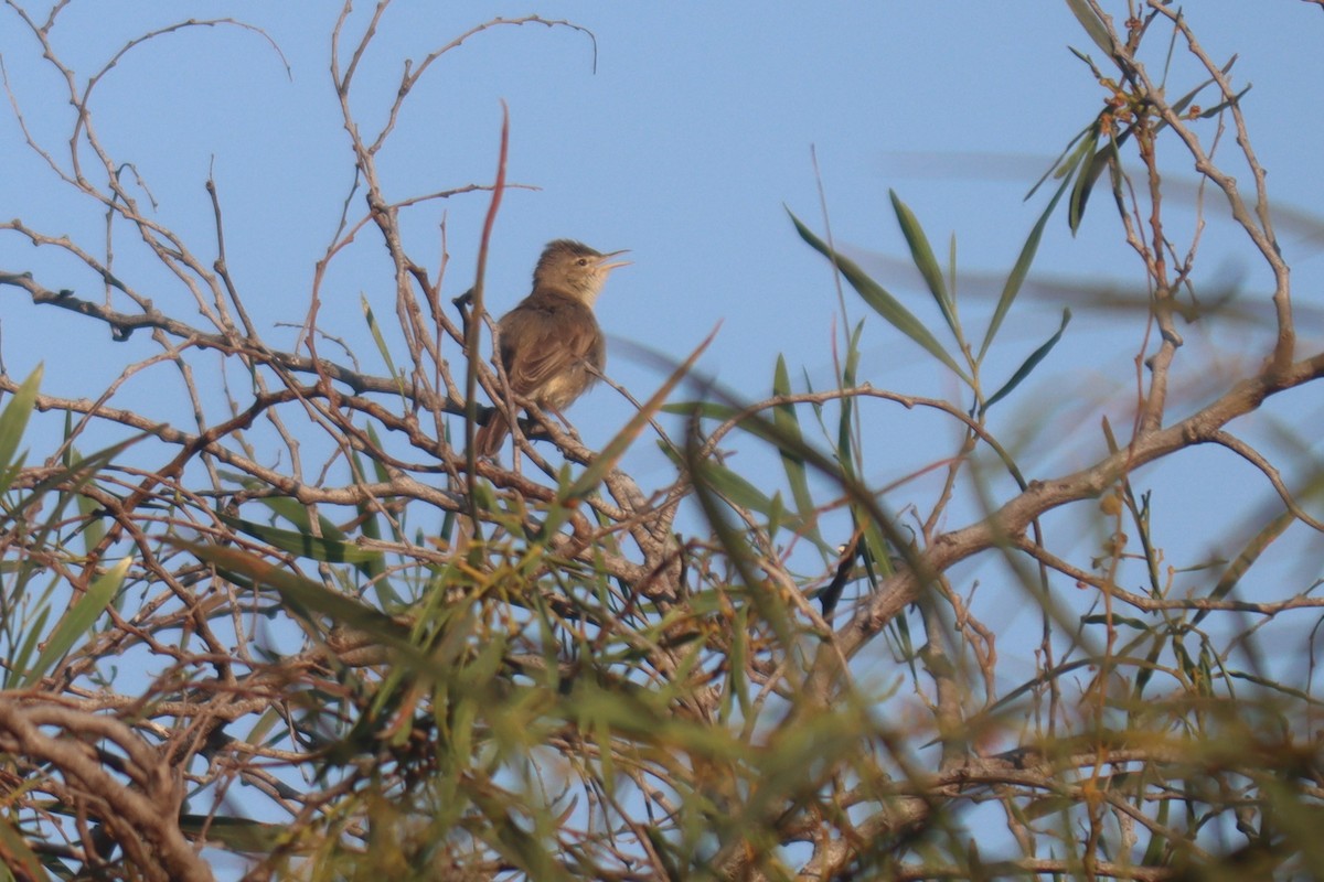 Eastern Olivaceous Warbler - ML617474100