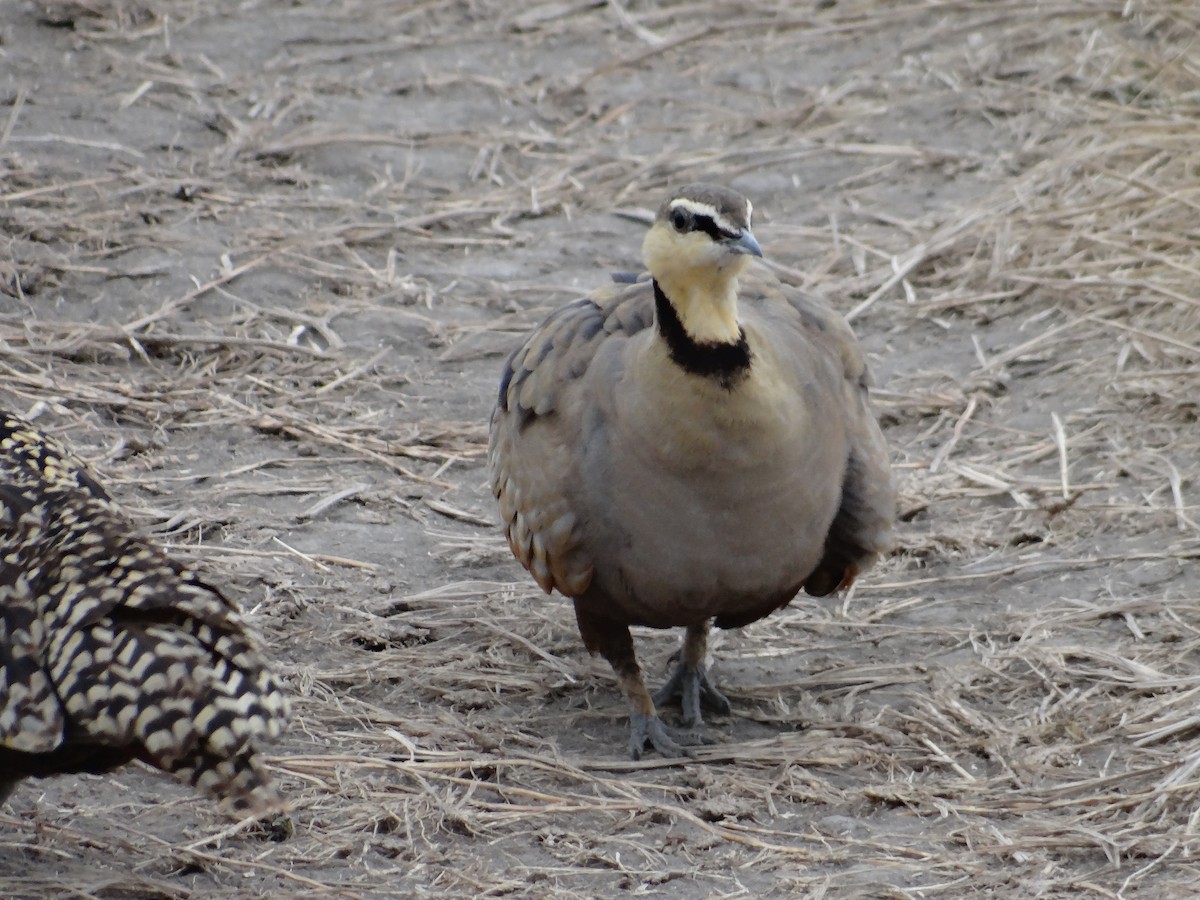 Yellow-throated Sandgrouse - Miguel Angel Benedicto