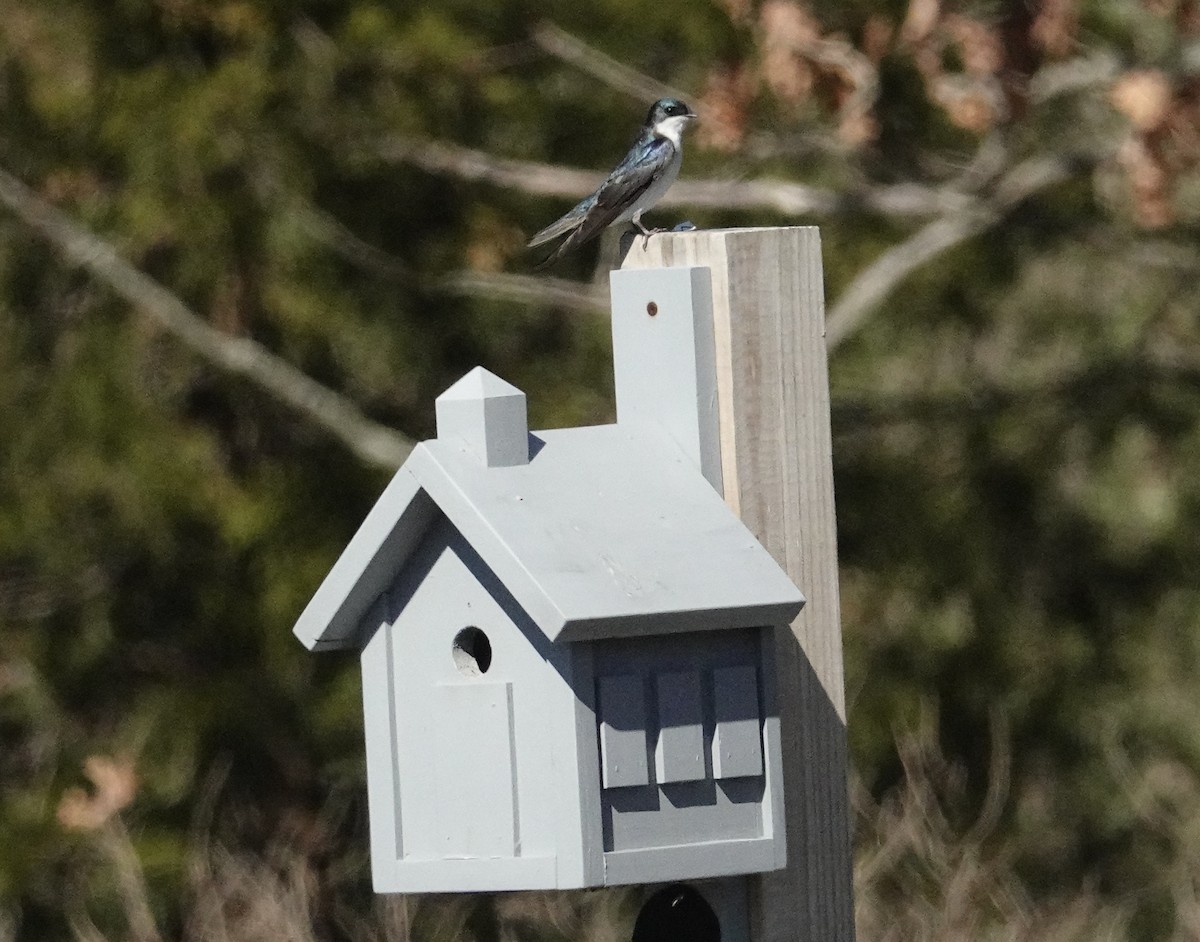 Tree Swallow - Cynthia Ehlinger