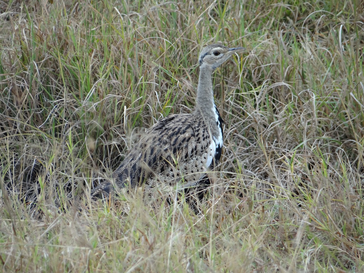 Black-bellied Bustard - ML617474113