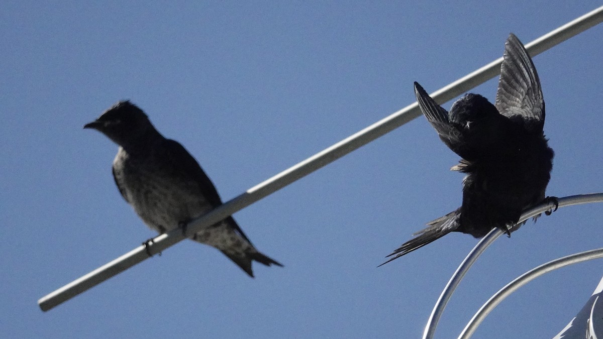 Purple Martin - Cynthia Ehlinger