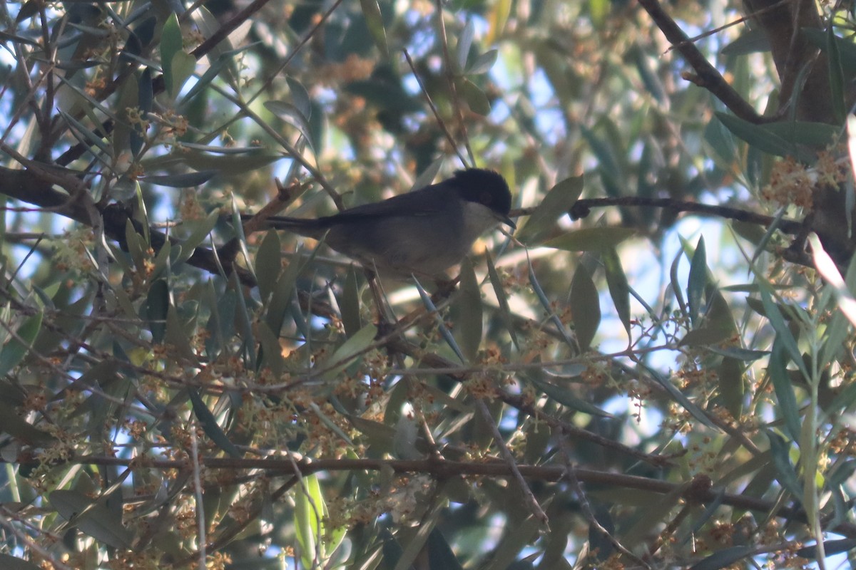 Sardinian Warbler - ML617474147