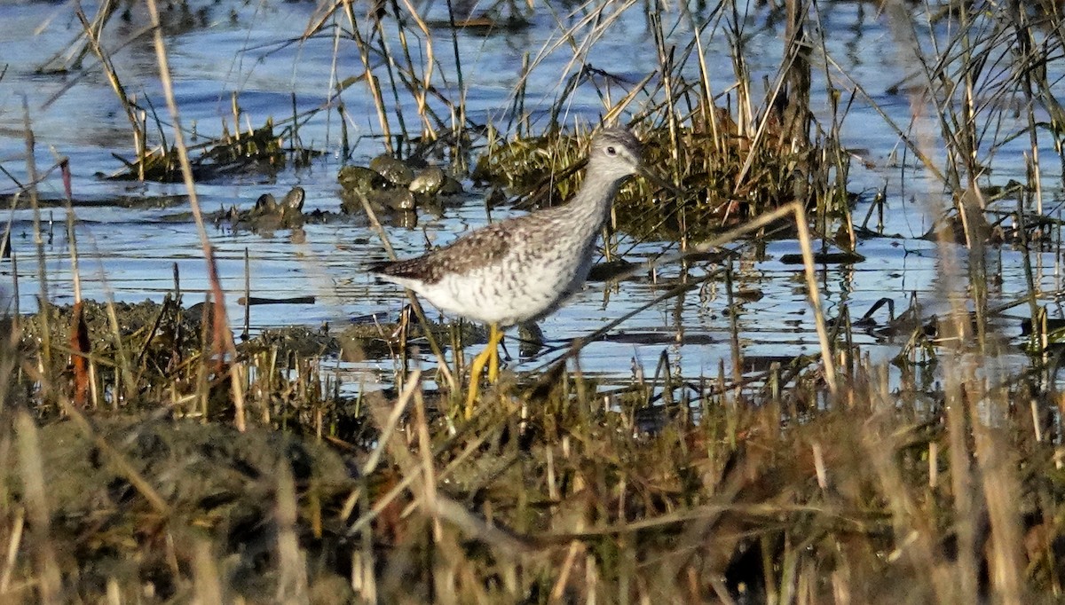 Greater Yellowlegs - ML617474167