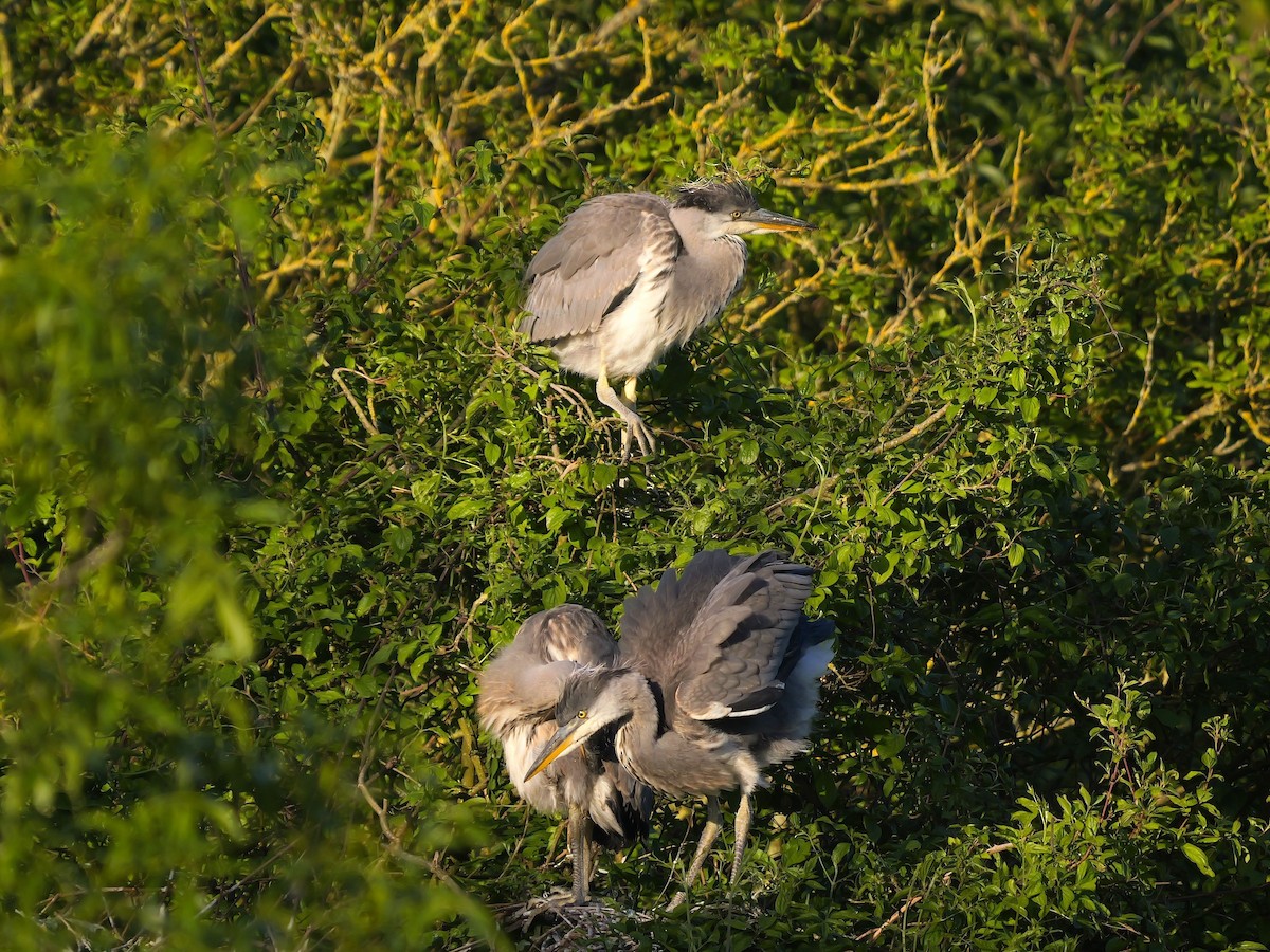 Gray Heron - ML617474185