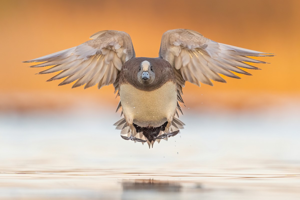 American Wigeon - ML617474196