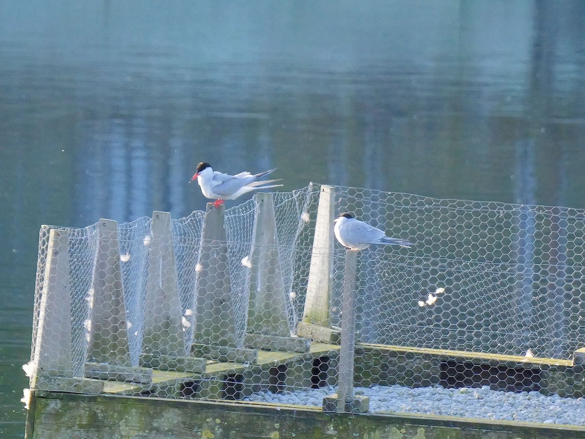 Common Tern - ML617474204