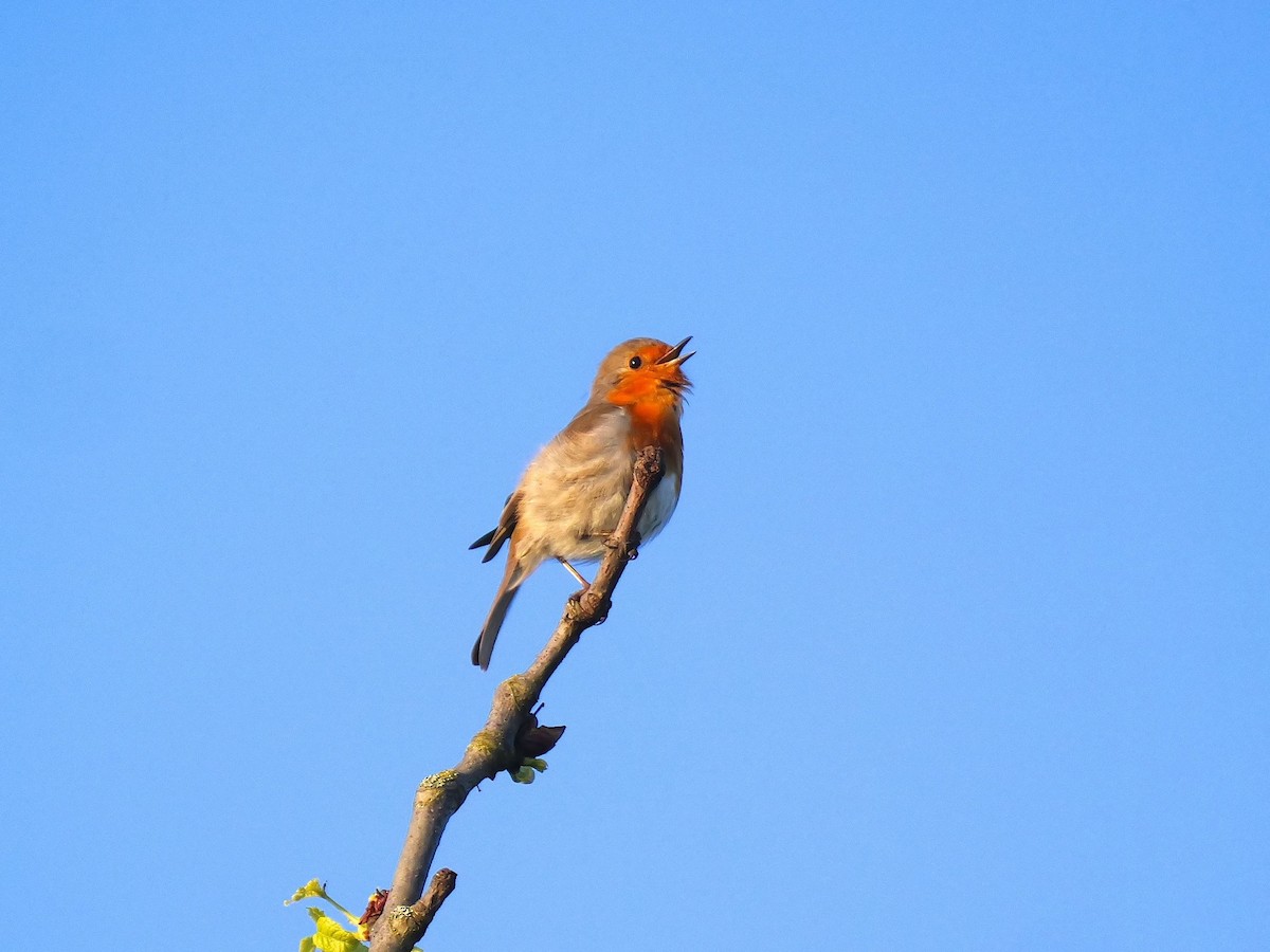 European Robin - ML617474218