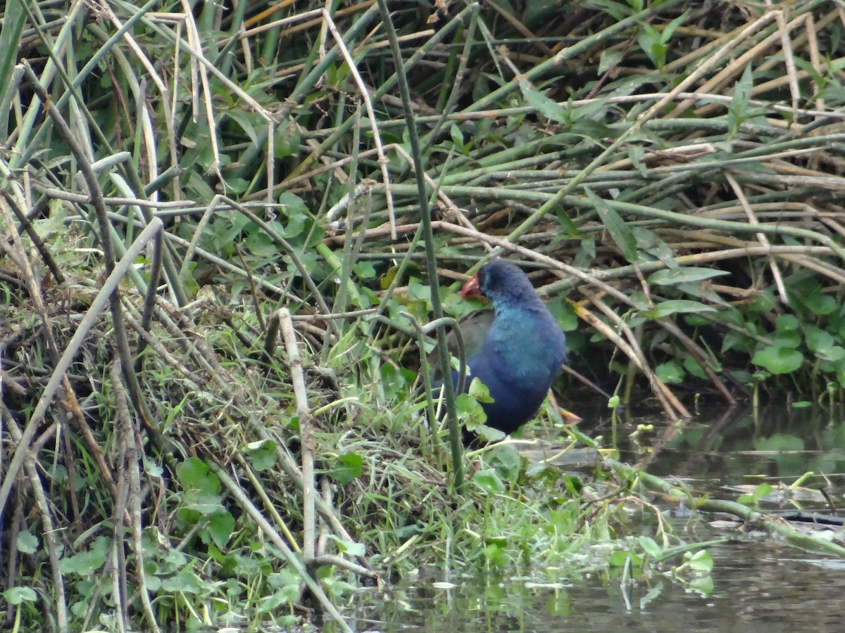 African Swamphen - Miguel Angel Benedicto