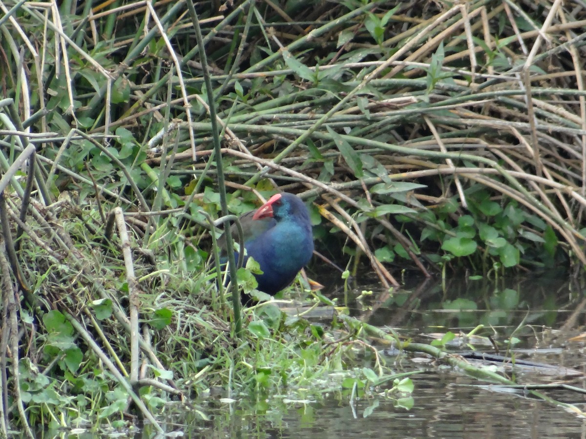 African Swamphen - ML617474231