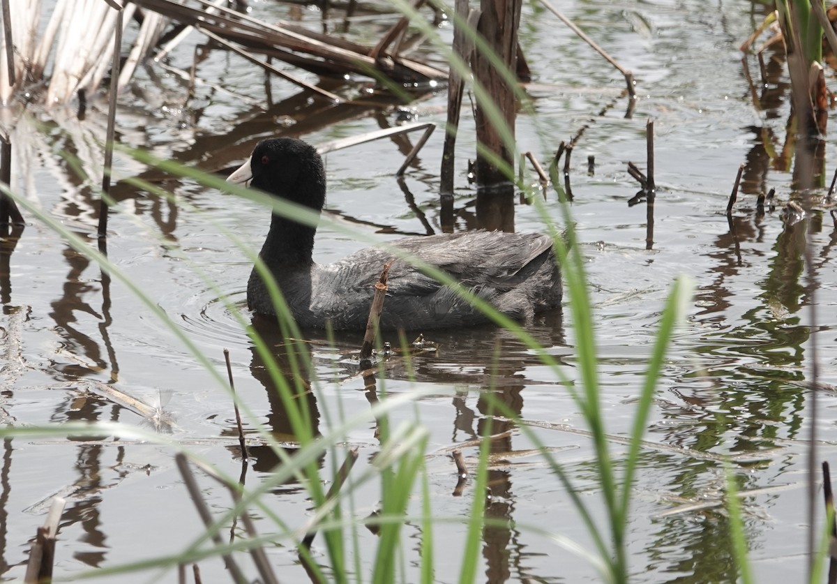 American Coot - Lauren Stranahan