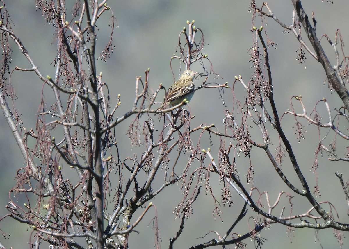 Tree Pipit - ML617474281