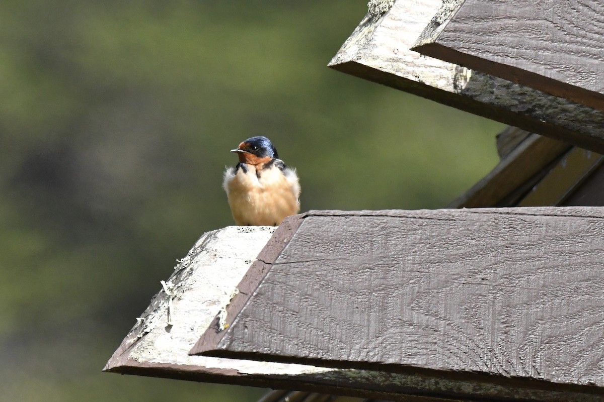 Barn Swallow - ML617474296