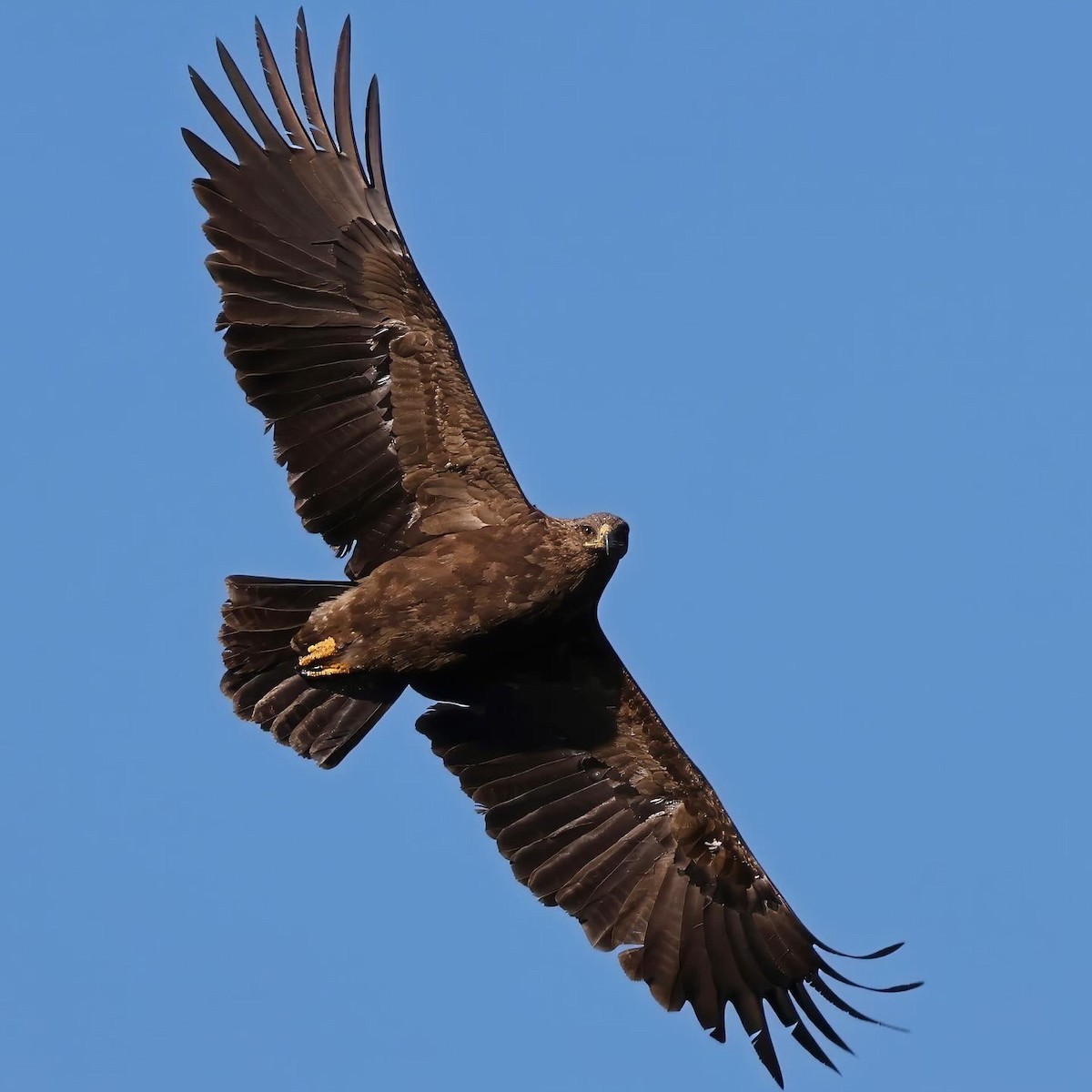 Águila Moteada - ML617474340