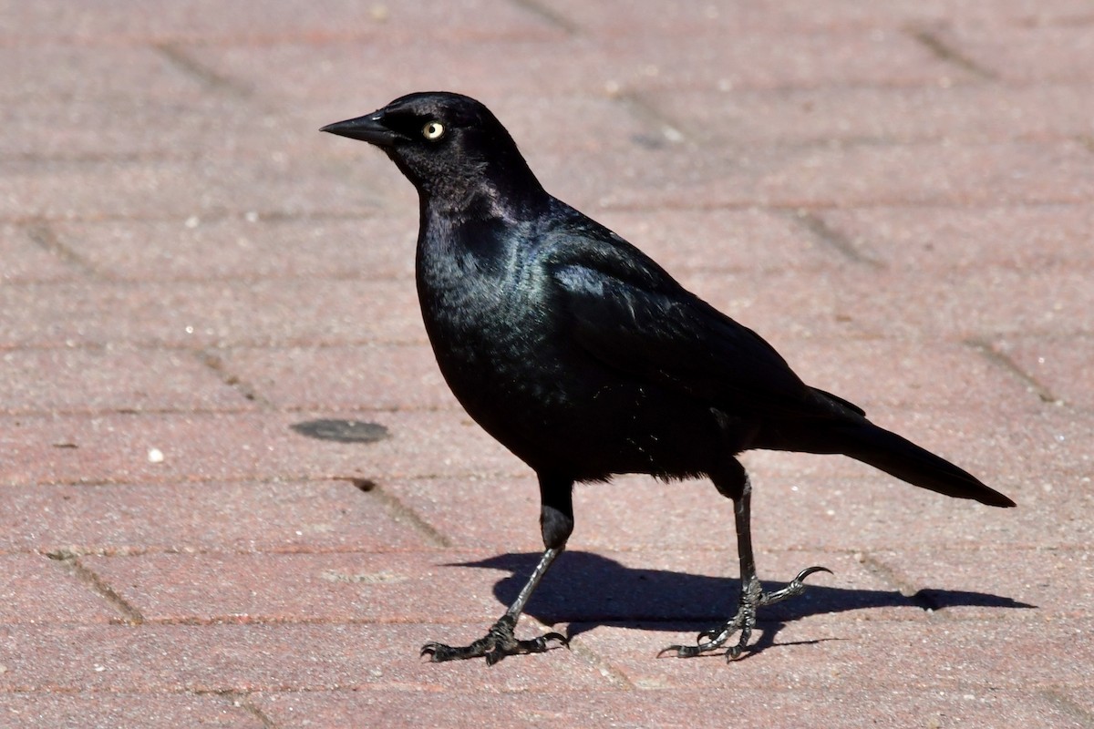 Brewer's Blackbird - ML617474357