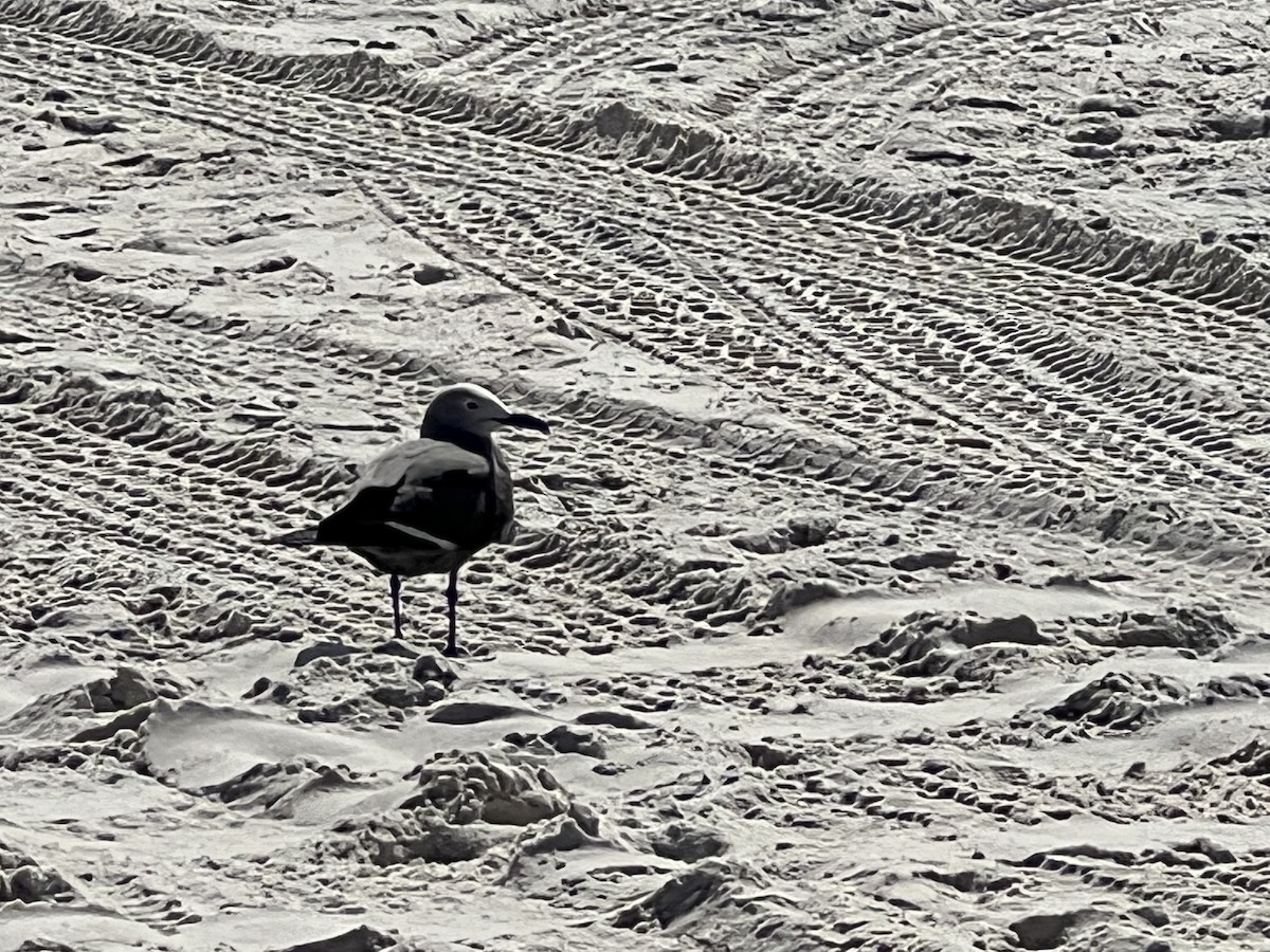 Gray Gull - ML617474366