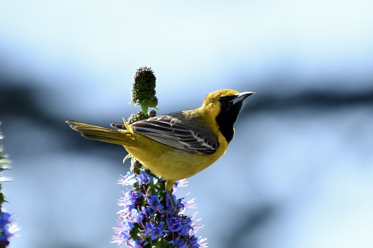 Hooded Oriole - ML617474403