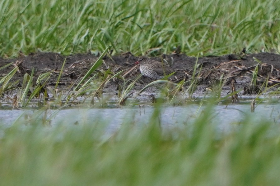 Common Redshank - Paweł Maciszkiewicz