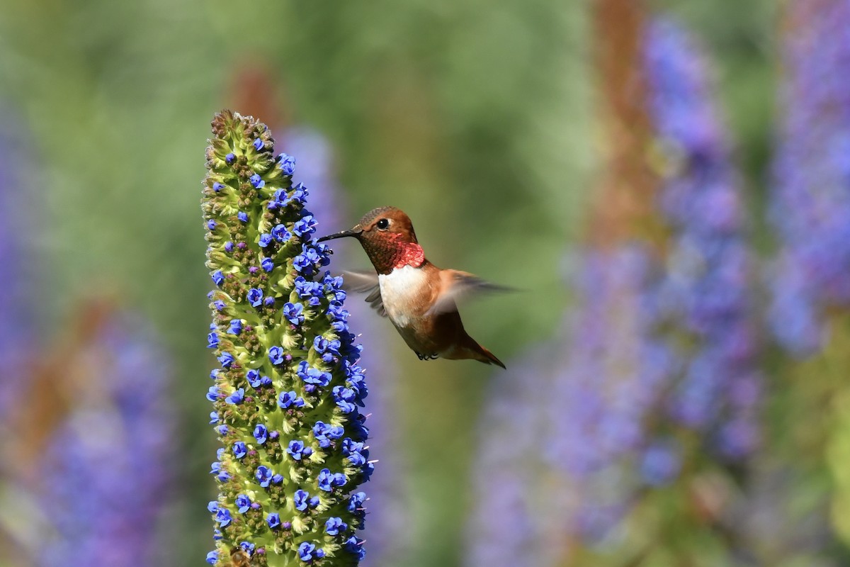 Colibrí Rufo - ML617474425