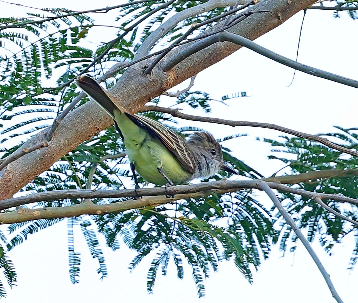 Grenada Flycatcher - ML617474435