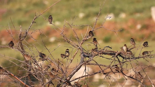 Moineau espagnol - ML617474457