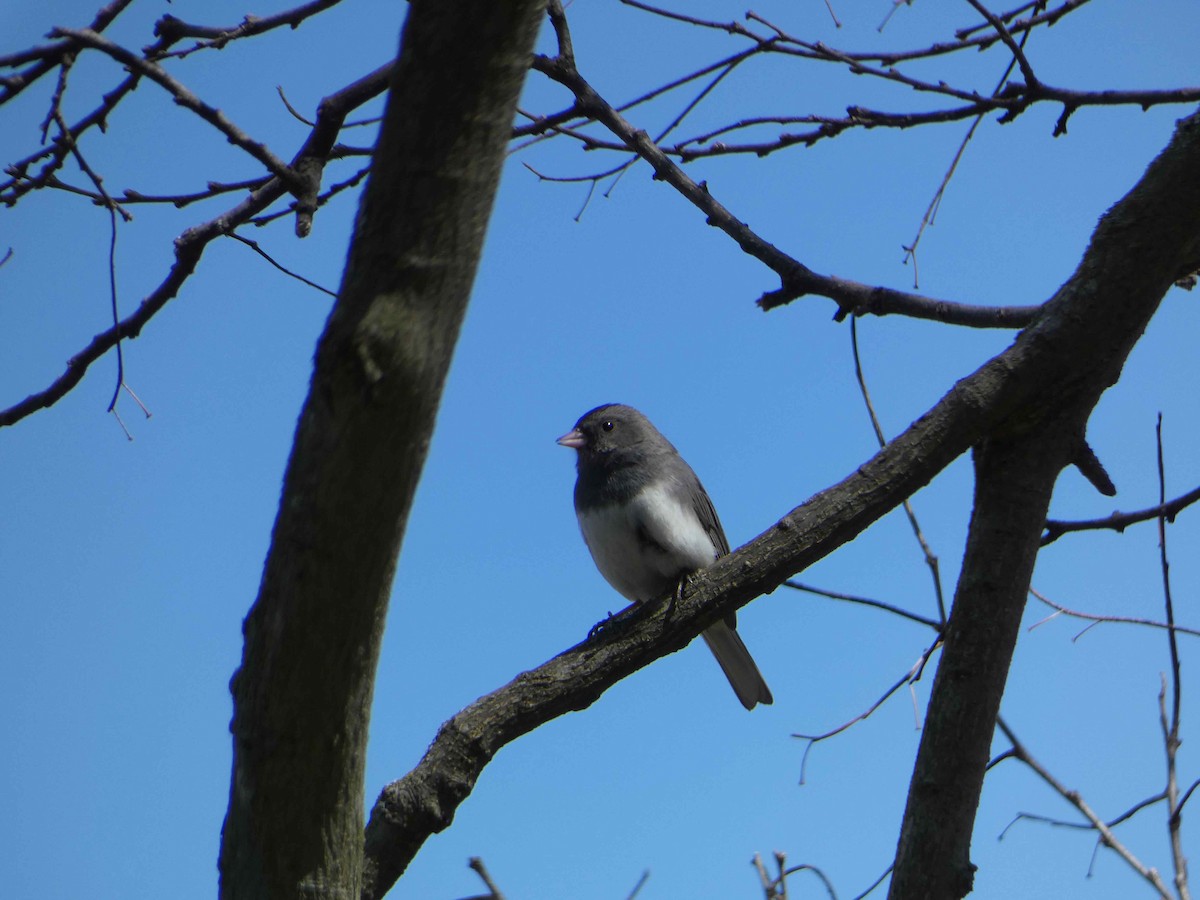 Dark-eyed Junco - ML617474604