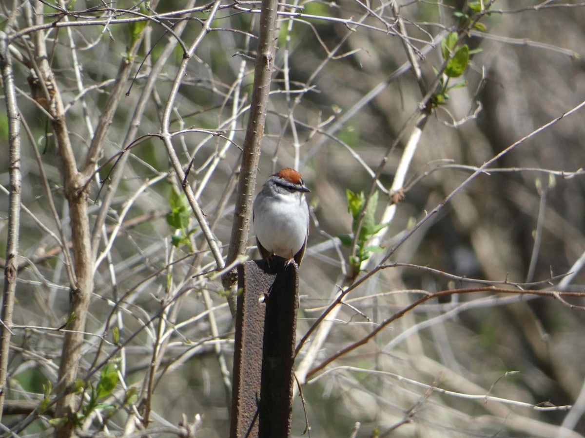 Chipping Sparrow - ML617474606