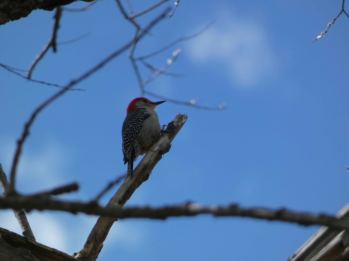 Red-bellied Woodpecker - ML617474610