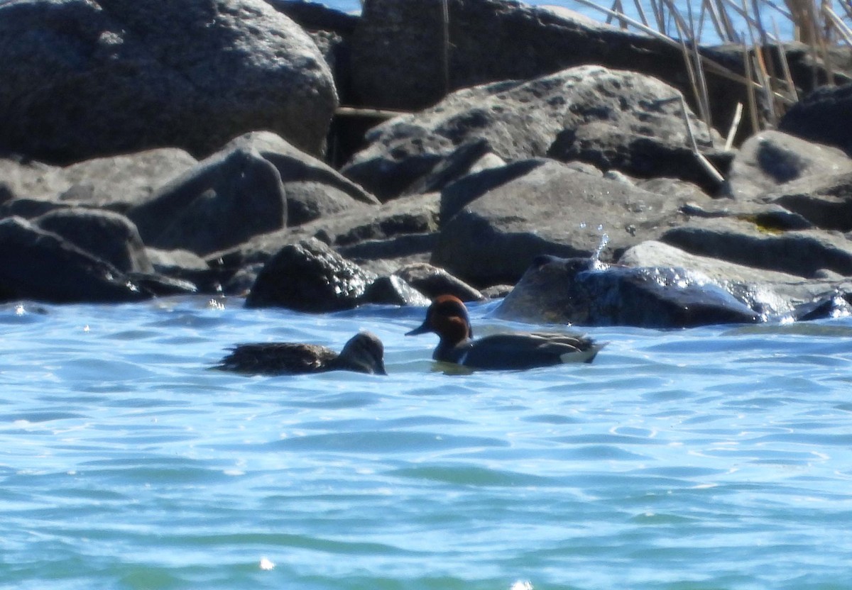 Green-winged Teal - Marc Belliard